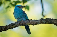 Mandelik hajni - Coracias garrulus - European Roller o0250